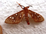 Pseudothyretes nigrita